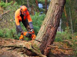 Professional Tree Removal and Landscaping Services in Kankakee, IL